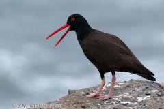 Black-Oystercatcher-calling-D300S-215464