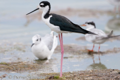 Black-necked-Stilt-D300S-210368