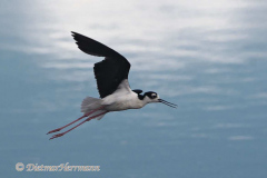 Black-necked-Stilt-D500-026343
