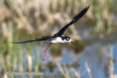 Black-necked-Stilt-D500-027969