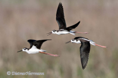 Black-necked-Stilt-D500-028090