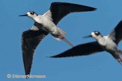 Black-necked-Stilt-D500-028114
