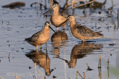 Dowitcher-Ausschnitt-D500-028347