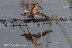 Dowitcher-D500-027923