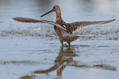 Dowitcher-D500-030923