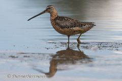 Dowitcher-D500-030929