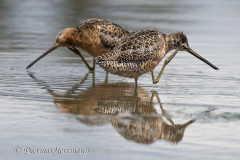 Dowitcher-D500-030950