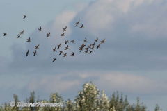 Dowitcher-D500-033030