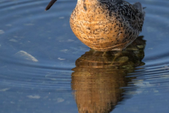 Dowitcher-D850-140828-hoch