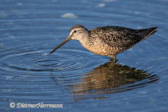 Dowitcher-Kanada-Vancouver-Island-D850-140764
