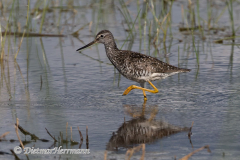 Greater-Yellowlegs-D500-027223