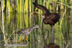 Greater-Yellowlegs-D500-027322