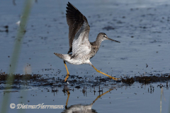 Greater-Yellowlegs-D500-027799