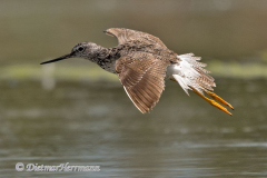 Greater-Yellowlegs-D500-031090