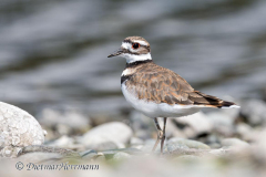 Kildeer-D850-139405