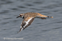 Kildeer-D850-139611