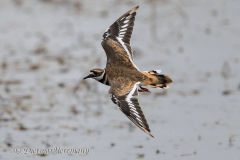 Kildeer-D850-154726