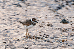 Killdeer-D300S-202466