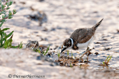 Killdeer-D300S-202491
