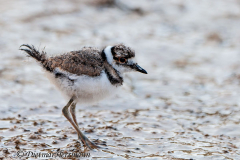 Killdeer-D300S-202617