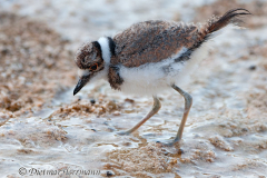 Killdeer-junger-D300S-202629