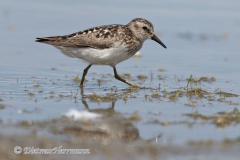 Least-Sandpiper-D500-031211