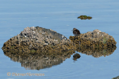 Least-Sandpiper-D850-140070