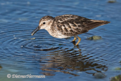 Least-Sandpiper-D850-140751
