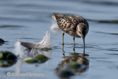 Least-Sandpiper-Kanada-Vancouver-Island-Victoria-D850-140394