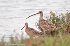 Long-Billed-Curlew-and-Marbled-Godwit-D300S-216452