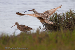 Longbilled-Curlew-startet-D300S-216454