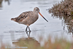 Marbled-Godwit-D300S-216397