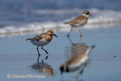 Sanderling-Ocean-Shores-D850-148416