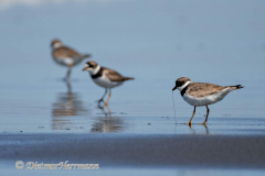 Semi-palmated-Plover-D850-148149