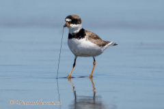 Semi-palmated-Plover-D850-148214-Ausschnitt