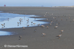 Semi-palmated-Plover-Ocean-Shores-D850-148235