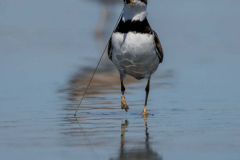 Semi-palmated-Plover-Ocean-Shores-D850-148456