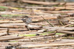 Spotted-Sandpiper-D300S-211324