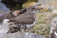 Spotted-Sandpiper-D810-132087