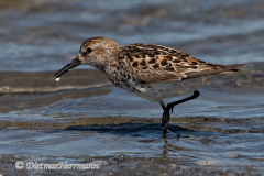Western-Sandpiper-D500-011478