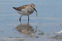 Western-Sandpiper-D500-031195