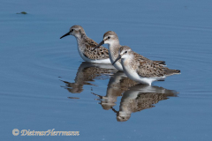 Western-Sandpiper-D850-156444
