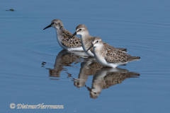 Western-Sandpiper-Nisqually-D850-156443