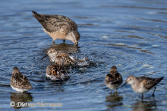 Western-Sandpiper-Peeps-D850-140411