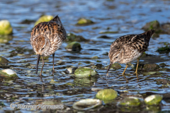 Western-and-Least-Sandpiper-Kanada-Vancouver-Island-Victoria-D850-140684
