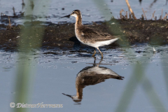 Wilsons-Phalarope-D500-027963