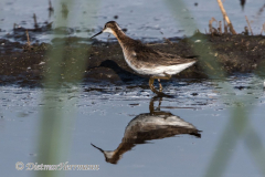 Wilsons-Phalarope-D500-027964