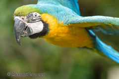Walsrode-Ara-Z8-030246-crop