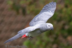 Walsrode-Graupapagei-Z8-026776