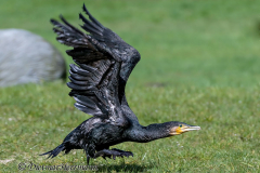 Walsrode-Kormoran-Z9-113911